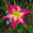 Hemerocallis Higher Ambition